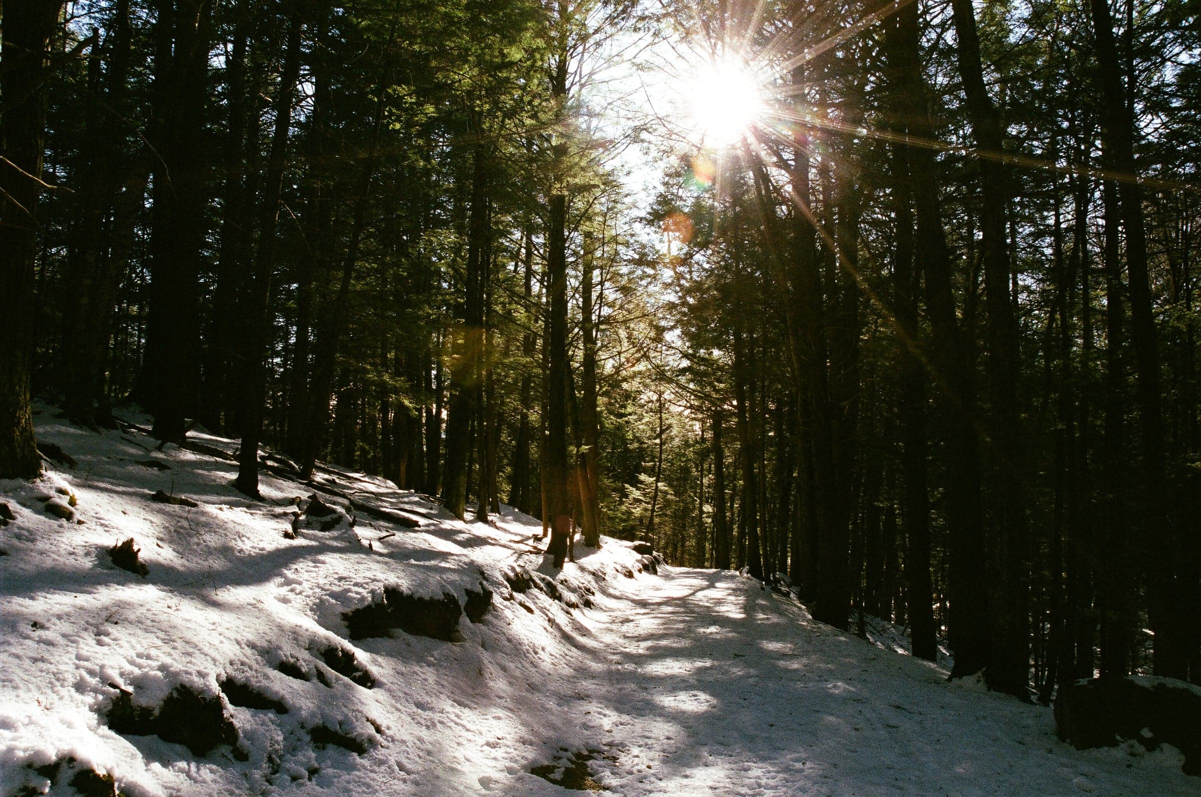 Sun through trees on a snowy trail